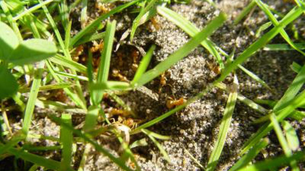 Ameisen im Rasen - tiere - frage-und-antwort - Wochenblatt für
