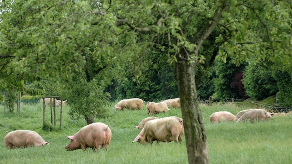 Schweine: Auch Kleinstbestände registrieren - nachrichten ...
